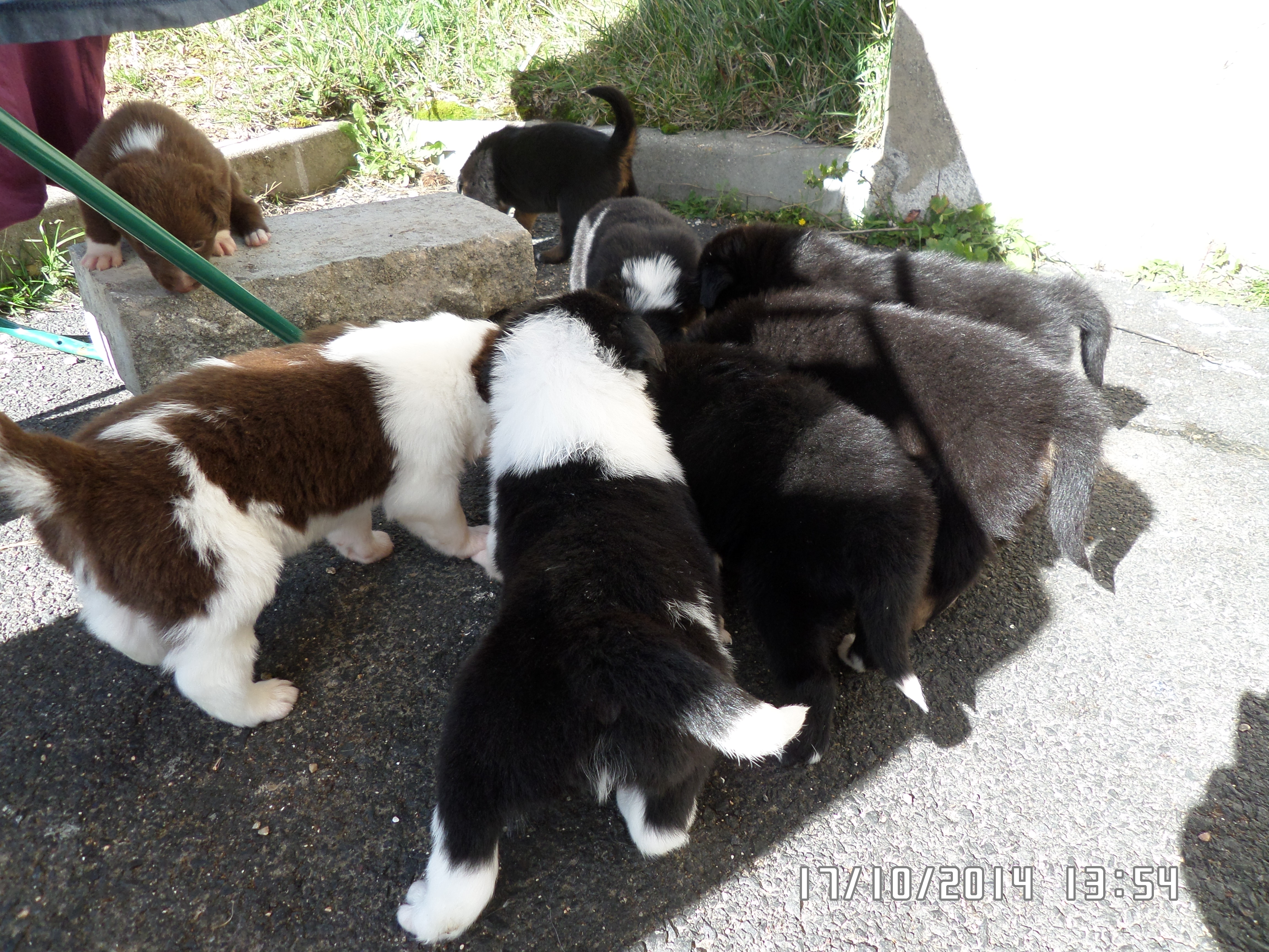 Cours individuels chiots