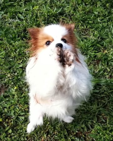 Olympe, chienne rassurante