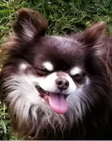 Magic, chien pacificateur
