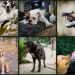 Cours individuels - 1h